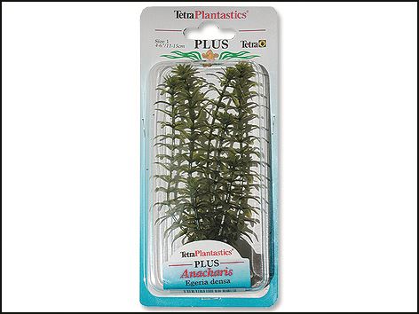 Rastlina Anacharis Plus 15 cm 1ks