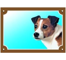 Farebná ceduľka Pozor pes Jack Russel terier