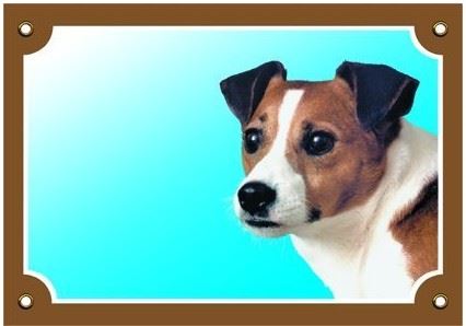 Farebná ceduľka Pozor pes Jack Russel terier