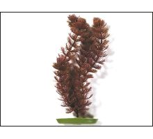 Rastlina Foxtail 20 cm 1ks VÝPREDAJ