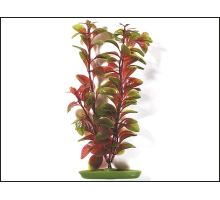 Rastlina Red Ludwigia 20 cm 1ks