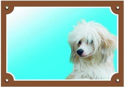 Farebná ceduľka Pozor pes Čínsky chocholatý pes