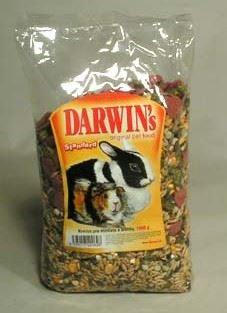 Darwin morča, králik štandard