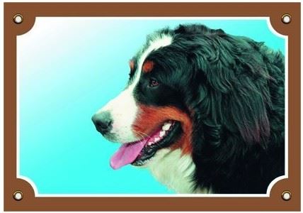 Farebná ceduľka Pozor pes Bernský salašnícky pes