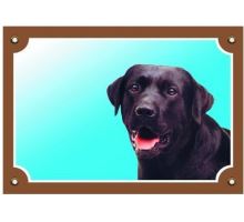 Farebná ceduľka Pozor pes Labrador čierny