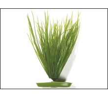 Rastlina Hairgrass 20 cm 1ks