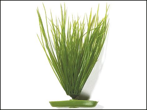 Rastlina Hairgrass 20 cm 1ks