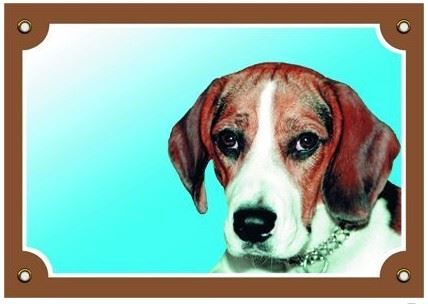 Farebná ceduľka Pozor pes Beagle