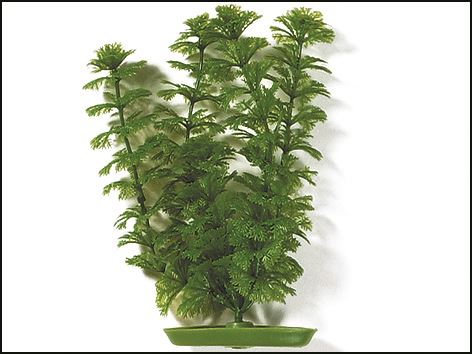 Rastlina Ambulia 20 cm 1ks
