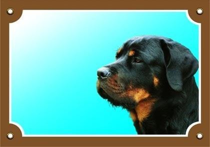 Farebná ceduľka Pozor pes Rottweiler