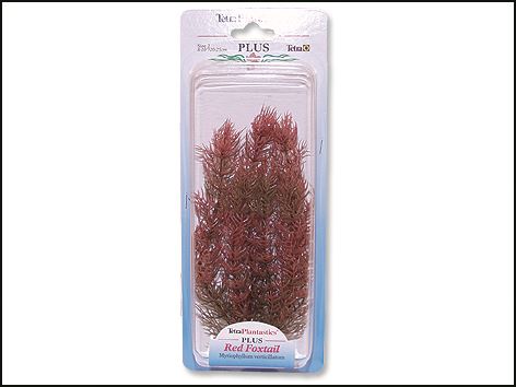 Rastlina Red Foxtail Plus 23 cm 1ks