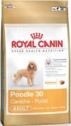 Royal Canin BREED Pudel