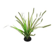 Rastlina reptať PLANET tráva Spartina 30 cm 1ks